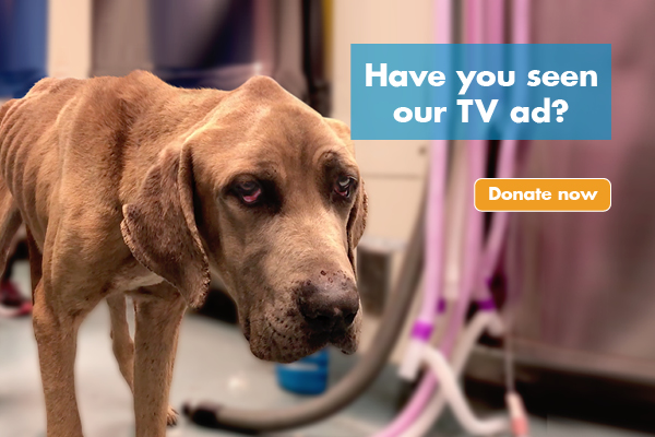 Have you seen our TV Ad? Donate now